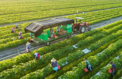 Doanh nghiệp Việt Nam đẩy mạnh xuất khẩu nông sản nhiệt đới sang thị trường châu Âu